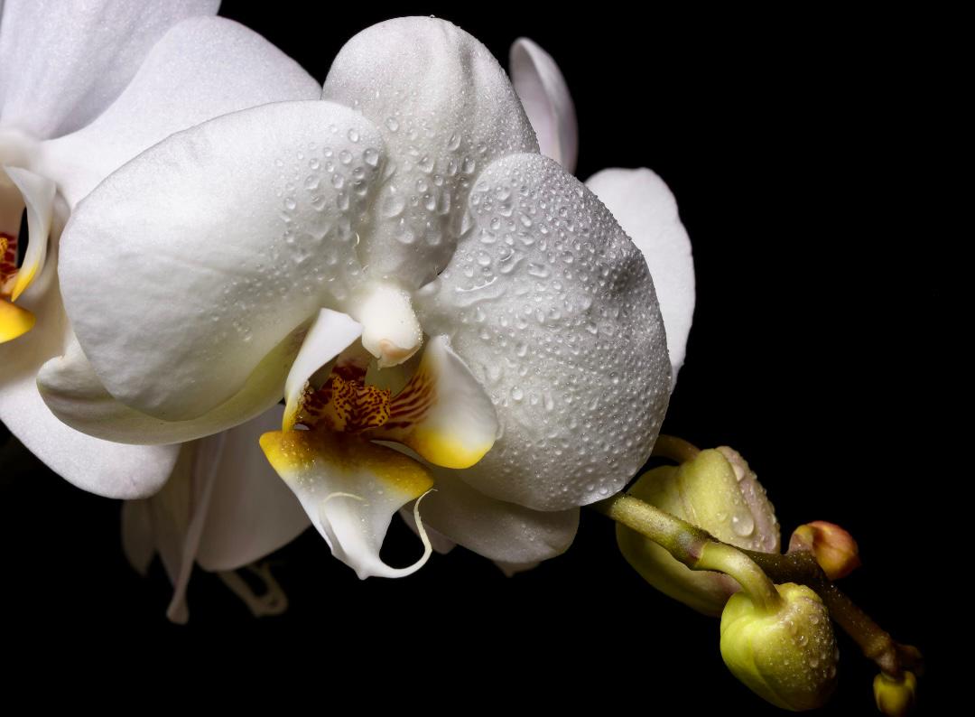 Why choose natural products? The Essentially Young difference... Passion. People. Purpose. Planet.