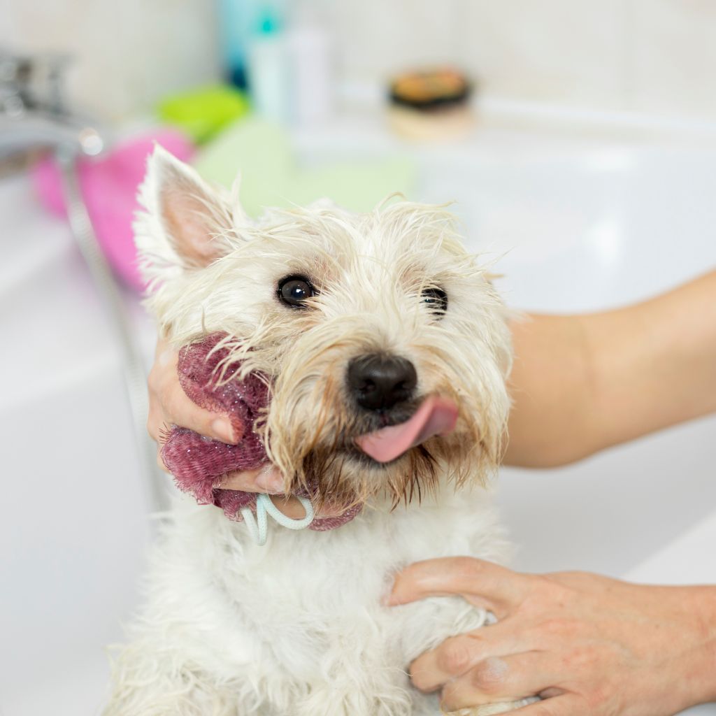 Are Epsom Salts Safe For Dogs & Cats?